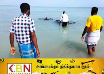 மட்டு வாகரை காயான்கேணி கடற்கரை பகுதியில் கரை ஒதுங்கிய டொல்பின் மீன்கள்!