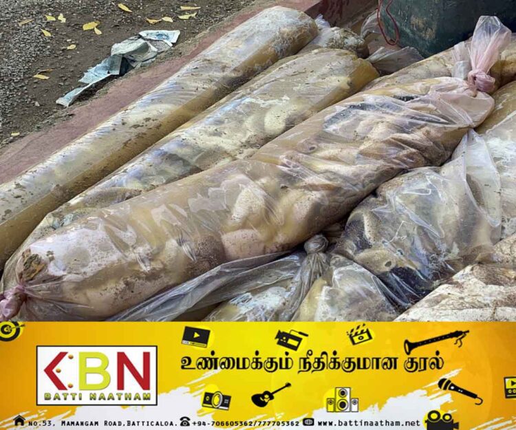 சட்டவிரோதமாக கடலட்டை பிடித்த 12 பேர் கடற்படையினரால் கைது!