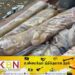 சட்டவிரோதமாக கடலட்டை பிடித்த 12 பேர் கடற்படையினரால் கைது!