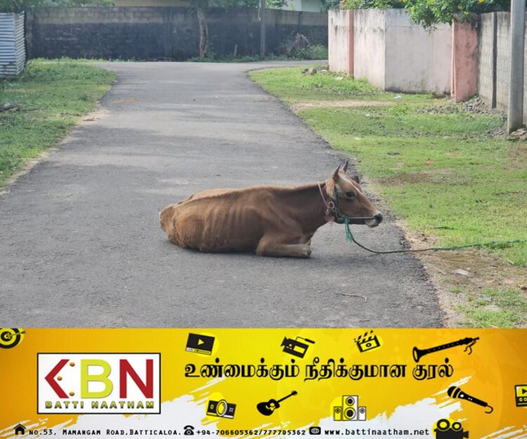 வீதிகளில் கட்டப்படும் கால்நடைகள்; உரிமையாளர்கள் மீது சட்ட நடவடிக்கை!