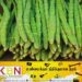 முருங்கைக்காய் கிலோ மூவாயிரம்!