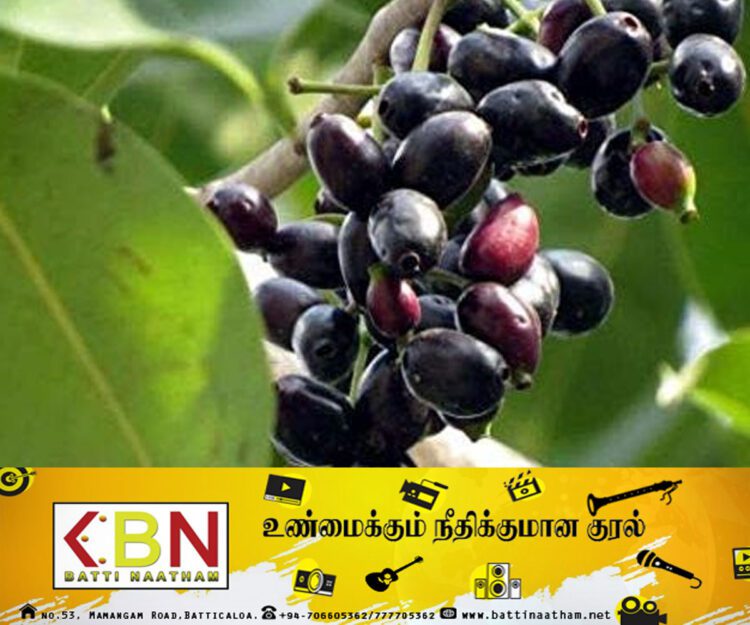 நாவல் பழத்தின் மகத்துவம்!