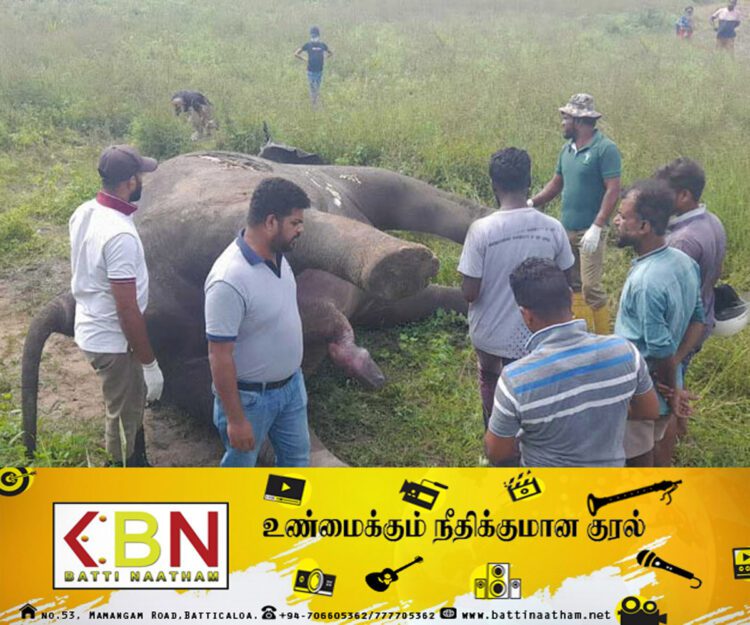 சட்டவிரோத மின்சார கம்பியில் சிக்கி யானை உயிரிழப்பு!