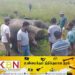 சட்டவிரோத மின்சார கம்பியில் சிக்கி யானை உயிரிழப்பு!