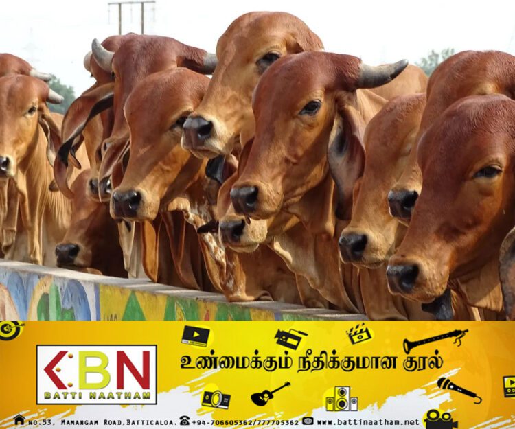 20 மாடுகள் திருடப்பட்ட சம்பவம் தொடர்பில் கால்நடை வைத்தியர் உட்பட ஐவர் கைது!