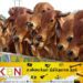 20 மாடுகள் திருடப்பட்ட சம்பவம் தொடர்பில் கால்நடை வைத்தியர் உட்பட ஐவர் கைது!