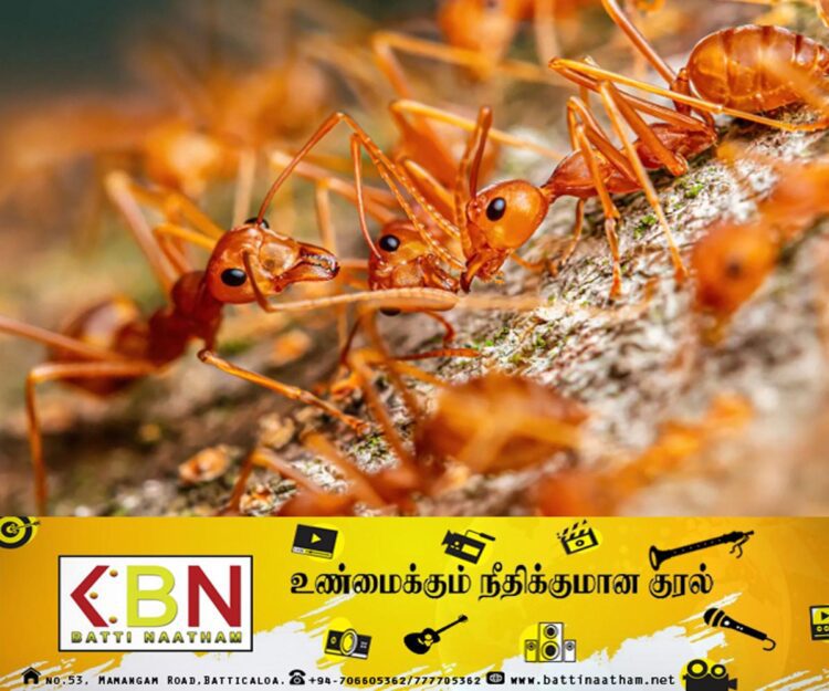 எறும்பால் பரவும் நோய்; கட்டுப்படுத்த உரிய அதிகாரிகளிடம் கிராம மக்கள் கோரிக்கை!