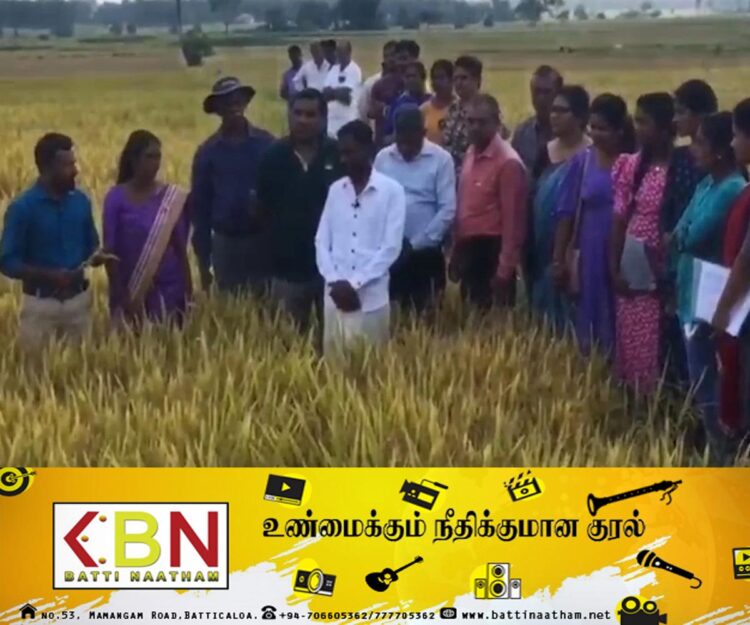 மட்டக்களப்பு மண்டூரில் பயிரிடப்பட்ட ஏ.ரி 378 வகை நெல்லினம் சிறந்த விளைச்சல்!