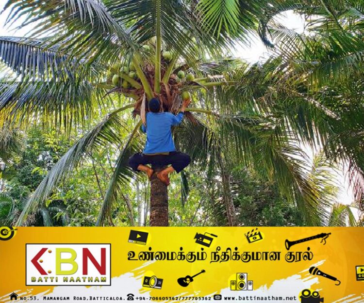 20 தேங்காய்கள் திருடியவருக்கு 3 வருட சிறை தண்டனை!