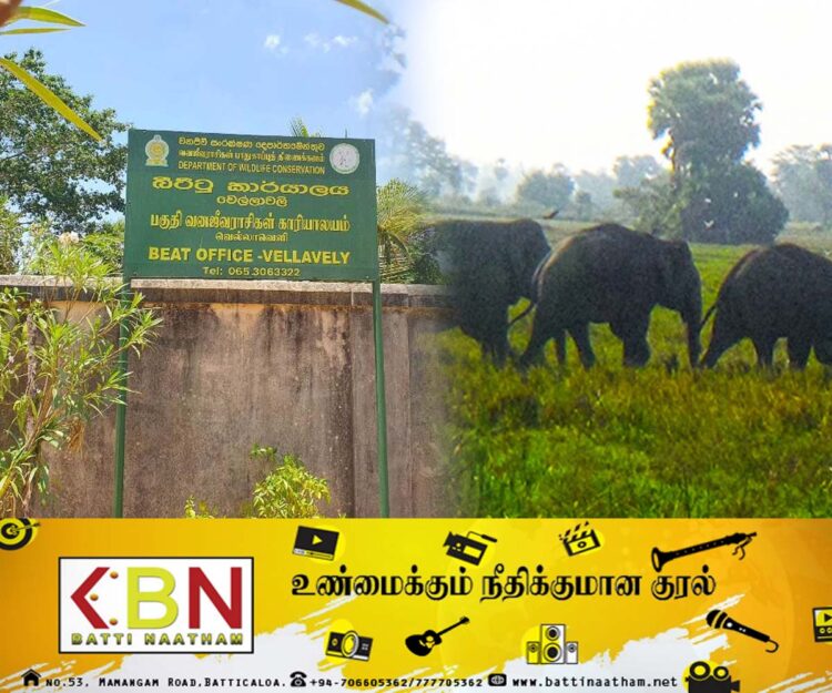 மட்டு வெல்லாவெளி பகுதிக்கு படையெடுத்த யானைகள்; அச்சத்தில் மக்கள்!