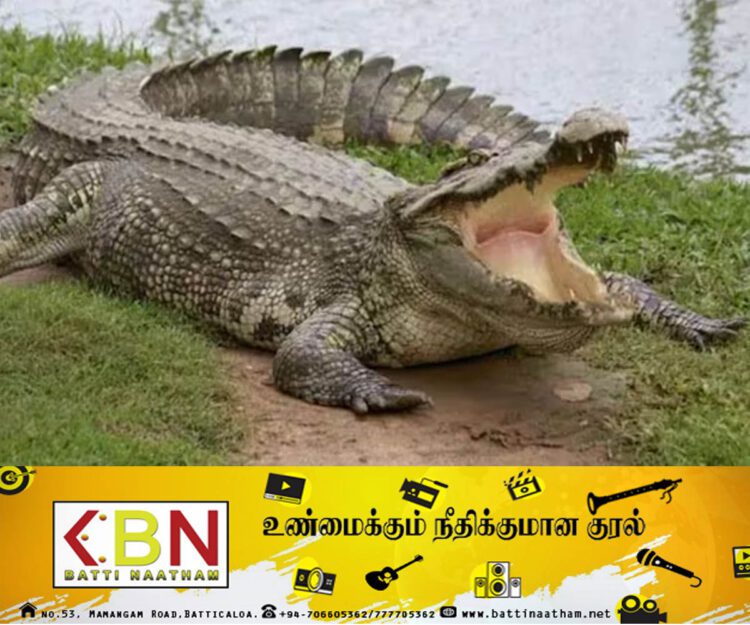 வாழைச்சேனை பகுதியில் முதலை கடித்து வயோதிபர் உயிரிழப்பு!