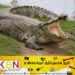 வாழைச்சேனை பகுதியில் முதலை கடித்து வயோதிபர் உயிரிழப்பு!