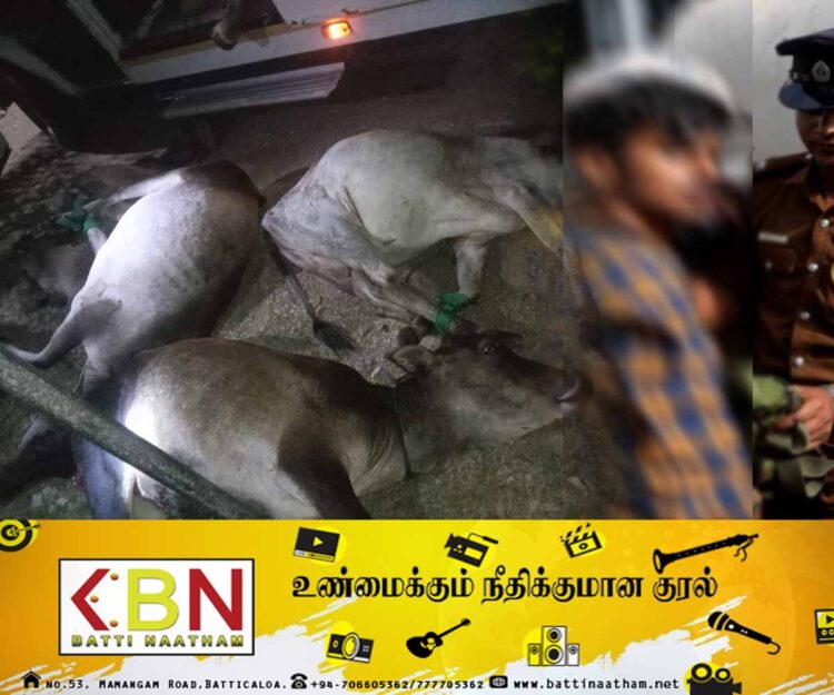 யாழில் மாடு கடத்திய பொலிஸ் உத்தியோகத்தர் உட்பட மூவர் கைது!