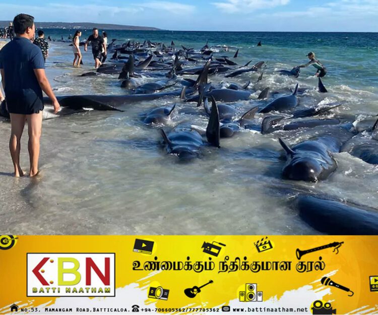 அவுஸ்திரேலிய கடற்கரையில் இறந்து கரையொதுங்கிய திமிங்கிலங்கள்!