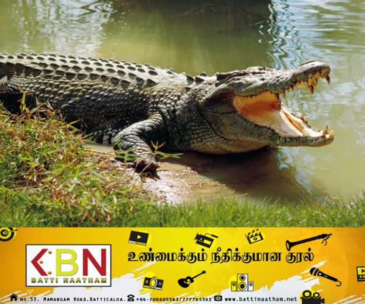 அம்பாறையில் முதலைகளின் நடமாட்டத்தால்  வீதிகளில் பயணிக்க மக்கள் அச்சம் தெரிவிப்பு!
