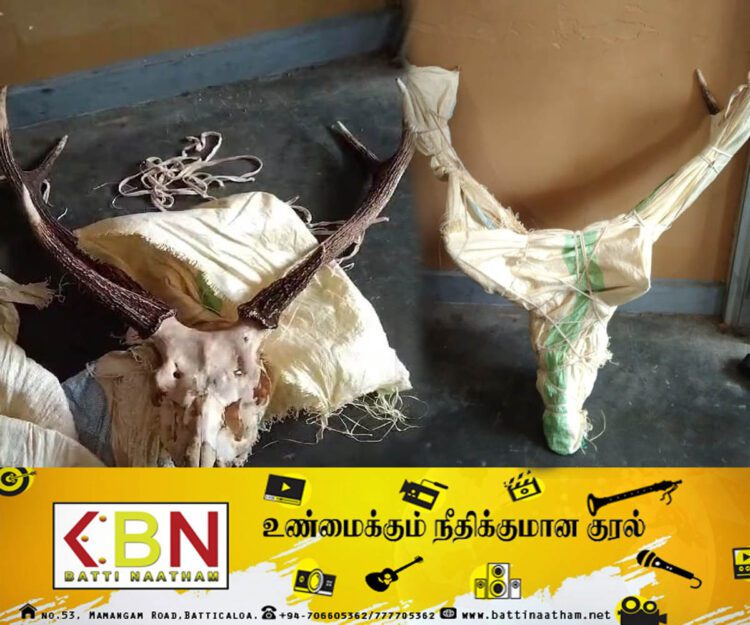 கிளிநொச்சியிலிருந்து யாழிற்கு கடத்தப்பட்ட மான் கொம்பு; ஒருவர் கைது!
