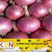 குறைவடைந்துள்ள பெரிய வெங்காயத்தின் விலை!