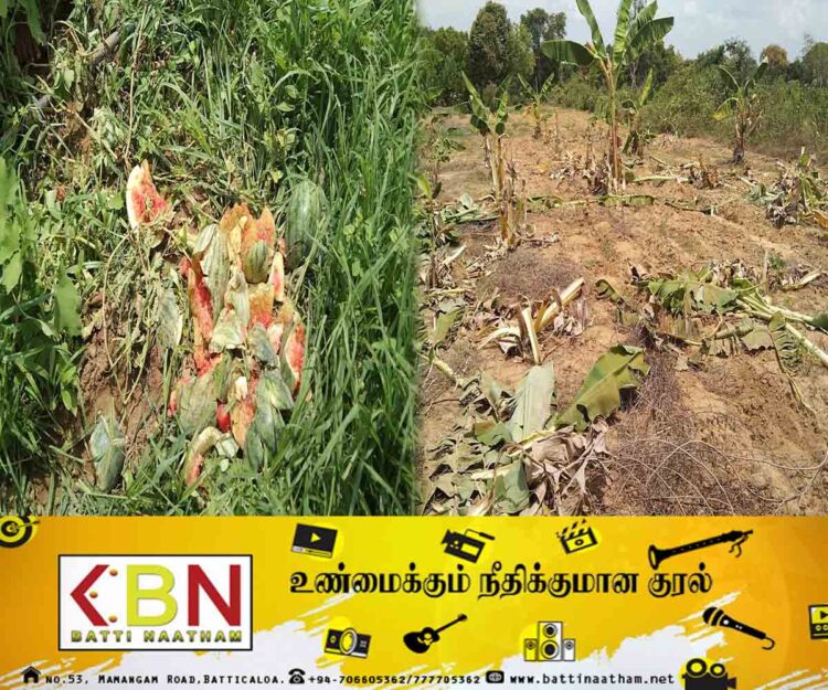 முல்லைத்தீவு பகுதியில் விவசாயிகளின் பயிர்களை சேதப்படுத்தும் யானைகள்!
