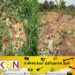 முல்லைத்தீவு பகுதியில் விவசாயிகளின் பயிர்களை சேதப்படுத்தும் யானைகள்!