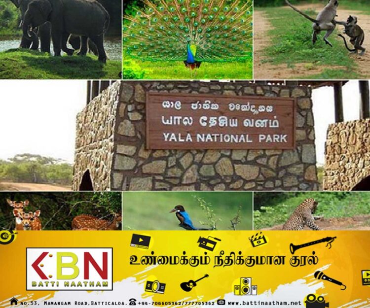 யால தேசிய பூங்காவில் இருந்து உள்ளூர் பூச்சிவகைகளை வெளிநாட்டுக்கு கடத்த முயன்ற வெளிநாட்டு பிரஜைகள் கைது!