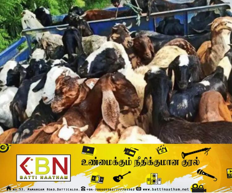 சட்டவிரோதமான முறையில் மாடு மற்றும் ஆடுகளை கடத்தியவர்கள் கைது!