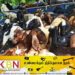 சட்டவிரோதமான முறையில் மாடு மற்றும் ஆடுகளை கடத்தியவர்கள் கைது!
