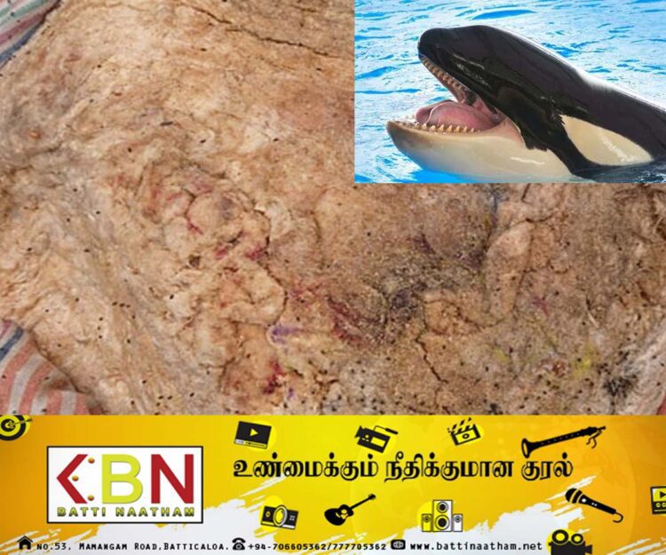 10 கோடி ரூபா பெறுமதியான திமிங்கல வாந்தியுடன் ஐவர் கைது!