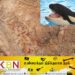 10 கோடி ரூபா பெறுமதியான திமிங்கல வாந்தியுடன் ஐவர் கைது!