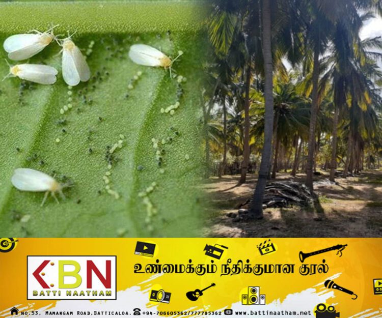 புத்தளம் மாவட்டத்தில் தென்னைகளில் பரவும் வெண்ணிற ஈ நோய்த் தாக்கம்!