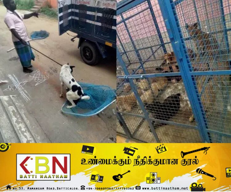 வாழைச்சேனை பகுதியில் நாய்கள் பராமரிப்பு நிலையம் திறப்பு!