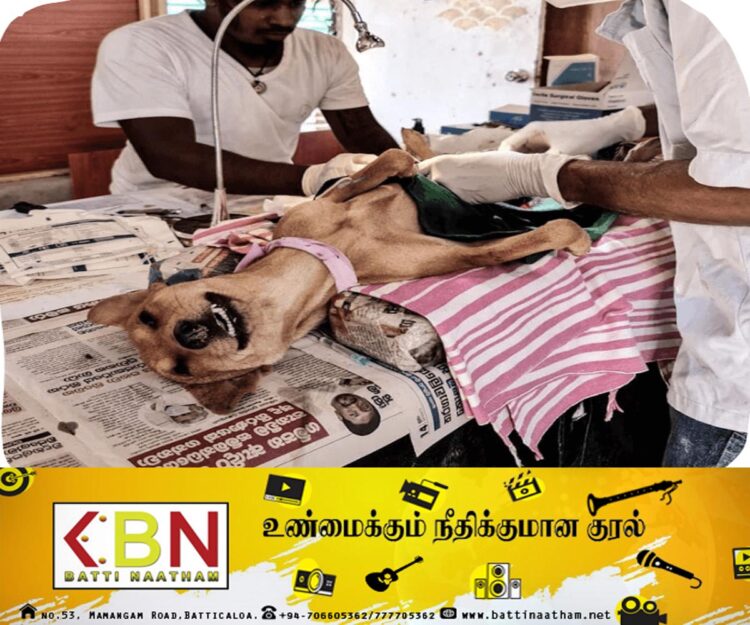 திருகோணமலையில் கட்டாக்காலியாக திரியும் நாய்களுக்கு கருத்தடை!