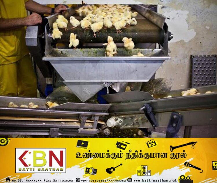 கோழி வளர்ப்பில் ஈடுபடுவோருக்கு முட்டை அடைகாக்கும் இயந்திரங்கள் விநியோகம்!