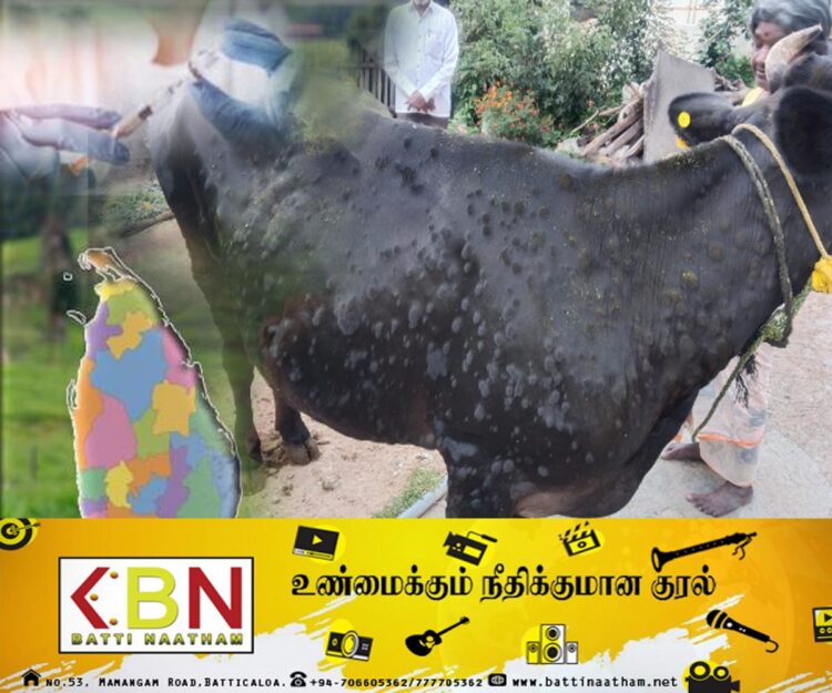 நுவரெலியா மாவட்டத்தில் கால்நடைகளுக்கு பரவும் நோய்!