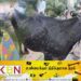 நுவரெலியா மாவட்டத்தில் கால்நடைகளுக்கு பரவும் நோய்!