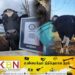 கின்னஸ் சாதனை படைத்த காளை!