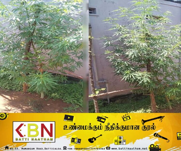 யாழ் வீடொன்றில் கஞ்சா செடி வளர்த்த நபர் கைது!