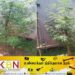 யாழ் வீடொன்றில் கஞ்சா செடி வளர்த்த நபர் கைது!