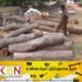 முல்லைத்தீவு பகுதியில் பல இலட்சம் ரூபா பெறுமதியான முதிரை மரக்குற்றிகள் மீட்பு!