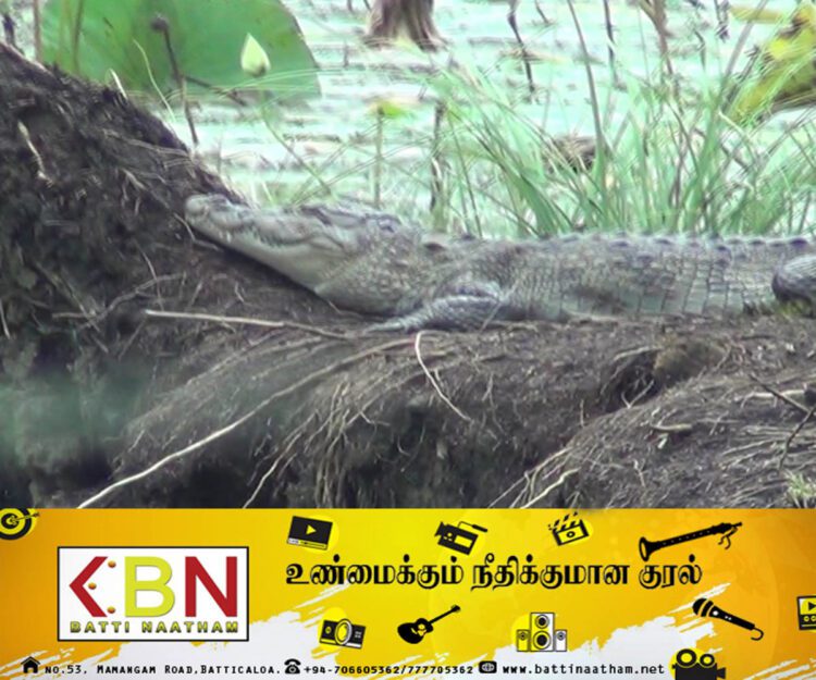 புத்தளம் பகுதியில் முதலைகளின் நடமாட்டம் அதிகரிப்பு!