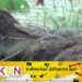 புத்தளம் பகுதியில் முதலைகளின் நடமாட்டம் அதிகரிப்பு!