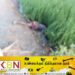ஹிலோகம பகுதி வயலொன்றிலிருந்து ஆணொருவரின் சடலம் மீட்பு!