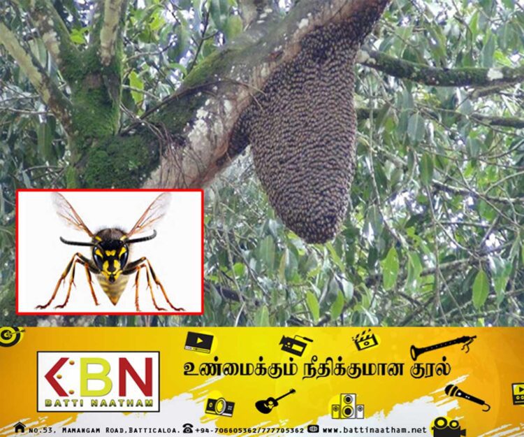 குளவி கொட்டுக்கு இலக்காகிய பெண்கள் வைத்தியசாலையில் அனுமதி!