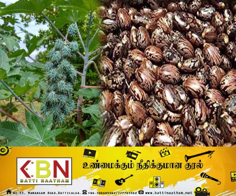 ஆமணக்கு விதையை உட்கொண்ட பாடசாலை மாணவர்கள் வைத்தியசாலையில் அனுமதி!