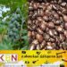 ஆமணக்கு விதையை உட்கொண்ட பாடசாலை மாணவர்கள் வைத்தியசாலையில் அனுமதி!