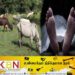 மாடு மேய்க்கச் சென்ற இளைஞன் குளக்கட்டில் சறுக்கி விழுந்து மரணம்!
