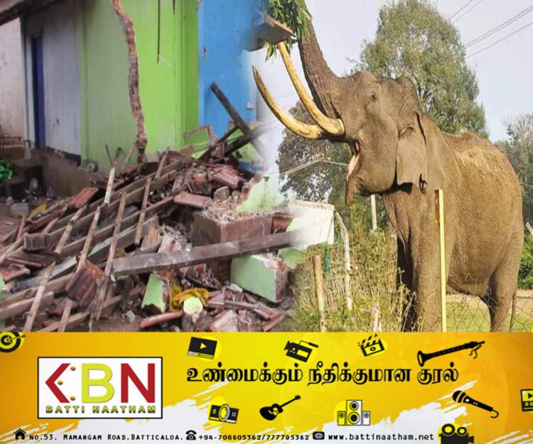 புத்தளத்தில் காட்டு யானைகளின் அட்டகாசம்!