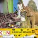 புத்தளத்தில் காட்டு யானைகளின் அட்டகாசம்!