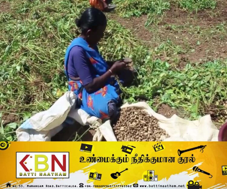 மட்டக்களப்பில் கச்சான் விலை நிர்ணயத்தில் ஏற்பட்டுள்ள பாதிப்பு; கவலை வெளியிட்டுள்ள விவசாயிகள்!
