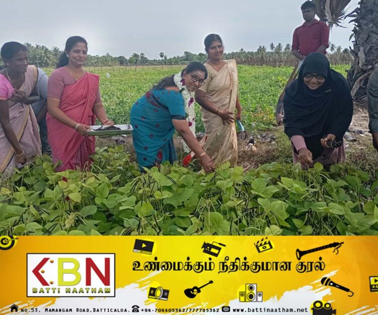 ஆரையம்பதி பிரதேச செயலகப் பிரிவில் பயறு அறுவடை நிகழ்வு!