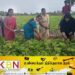 ஆரையம்பதி பிரதேச செயலகப் பிரிவில் பயறு அறுவடை நிகழ்வு!